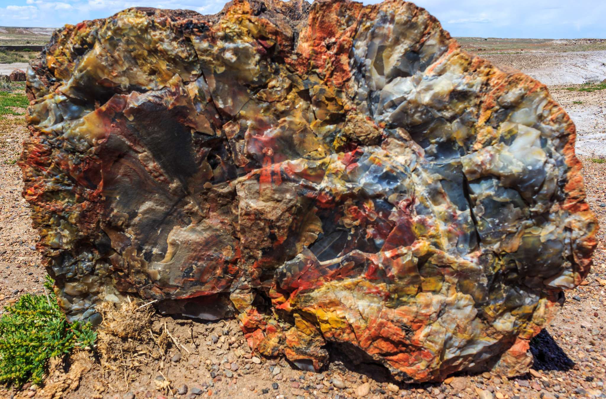 Petrified Forest
