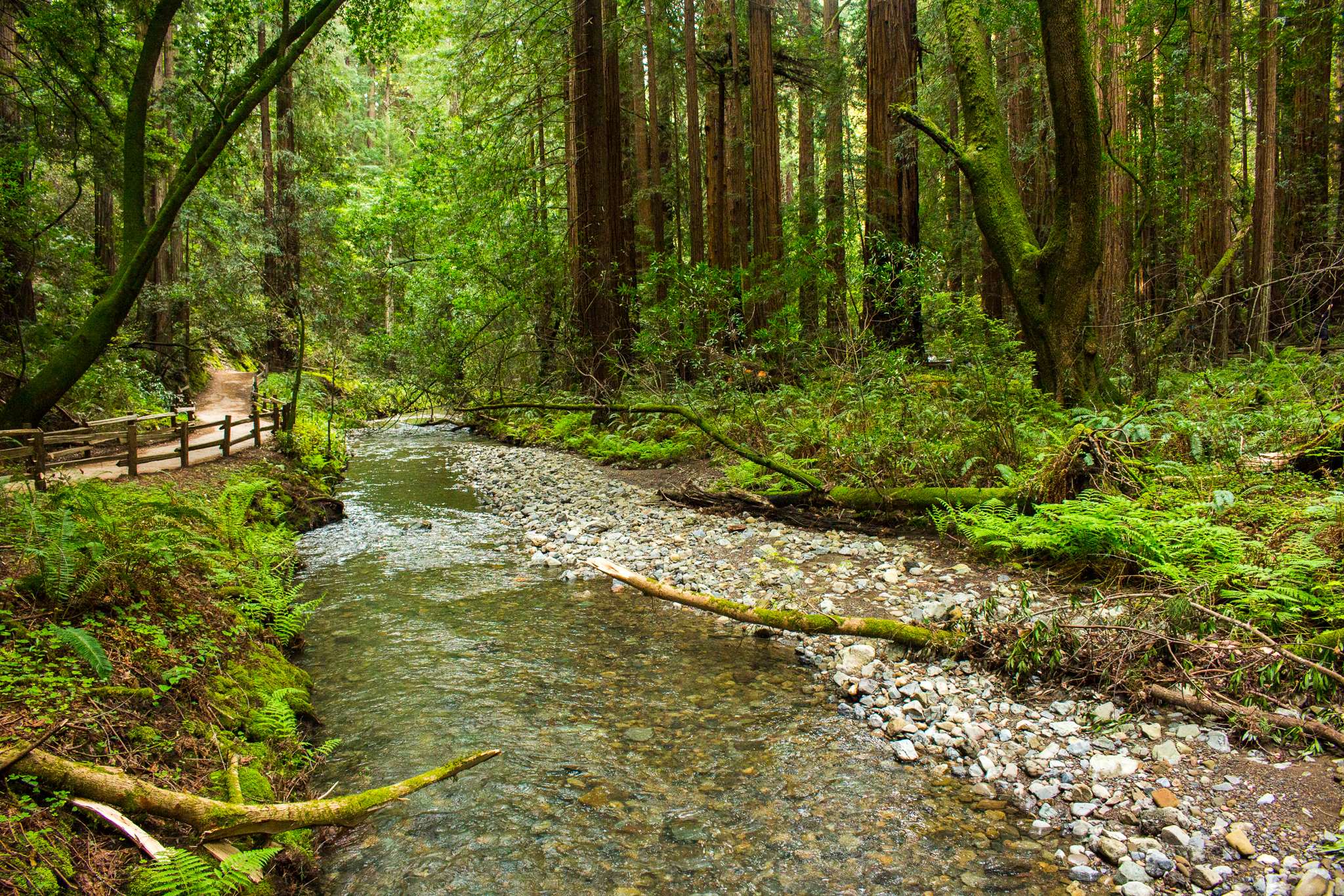 Muir Woods