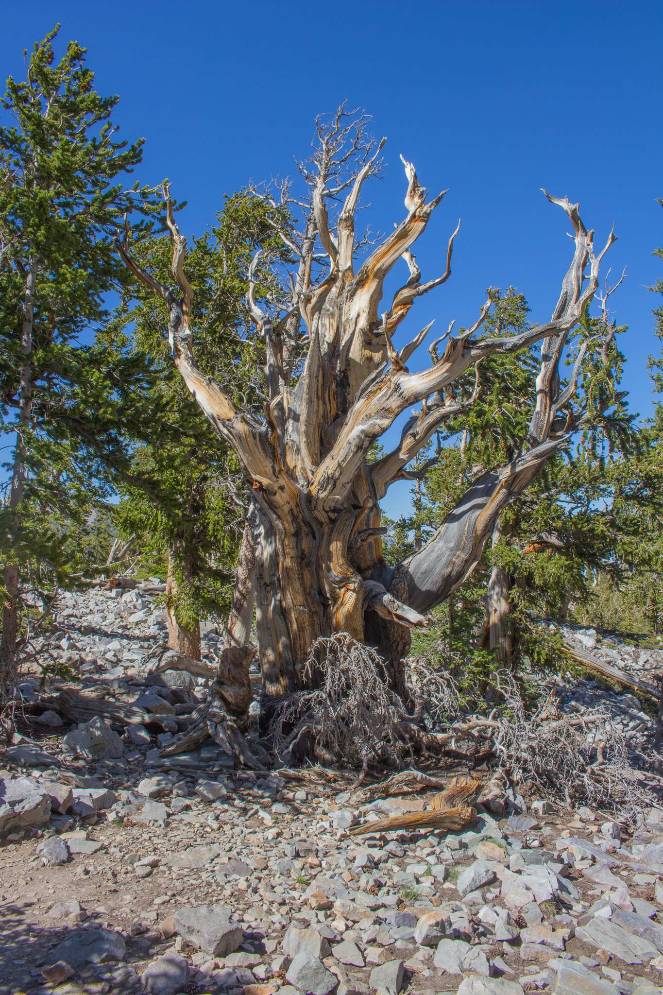 Great Basin - Nevada