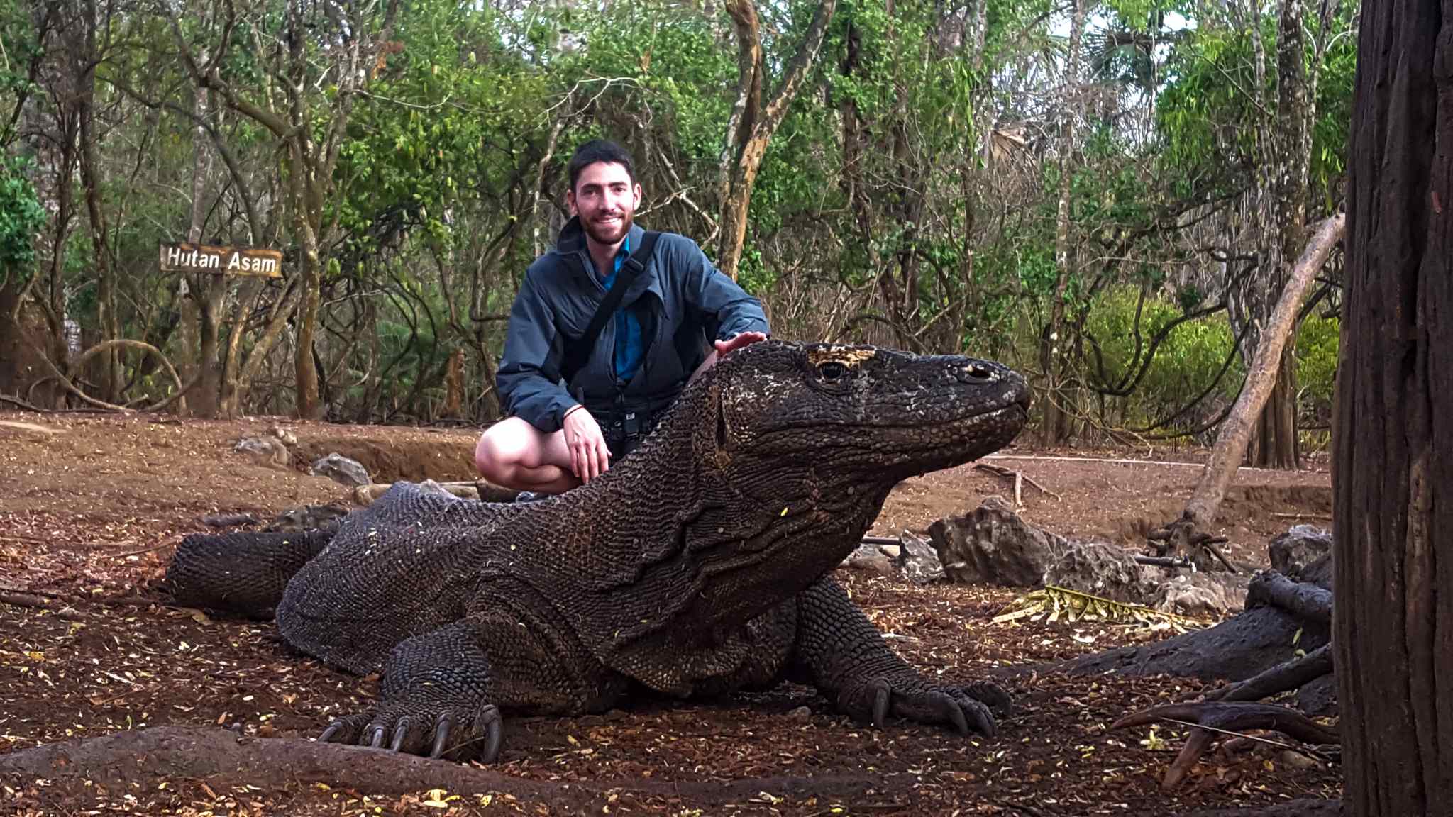 Komodo Dragon - Indonesia